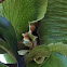 Elkhorn Fern
