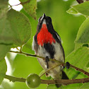 Grey-sided flowerpecker