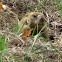 Groundhog