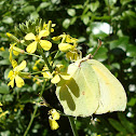 Cleopatra Butterfly / Kleopatrin žučak ♀