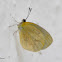 Barred Yellow