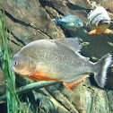 Red-bellied Piranha