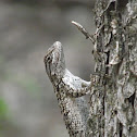 (Yet another) Texas Spiny Lizard