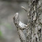 (Yet another) Texas Spiny Lizard