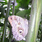 Dark Giant Owl or Dark Owl Butterfly