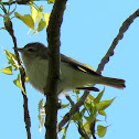 Warbling Vireo