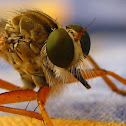 Common Yellow Robber Fly