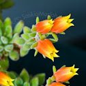 Echeveria
