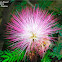 Persian Silk Tree, Pink Silk Tree