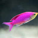 Yellowstriped fairy basslets