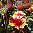 Blanketflower