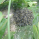 Baby Spiders