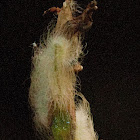 Caterpillar