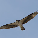 Osprey