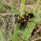 Milkweed Bug