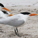 Royal Tern