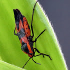 Plant bug?