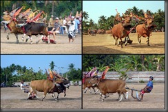 bulls collage