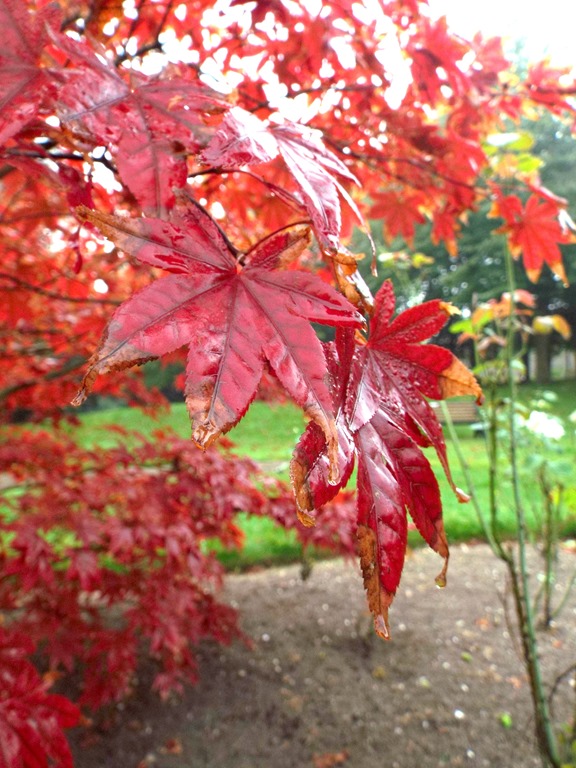 [Autumn-morning-red-maples6.jpg]