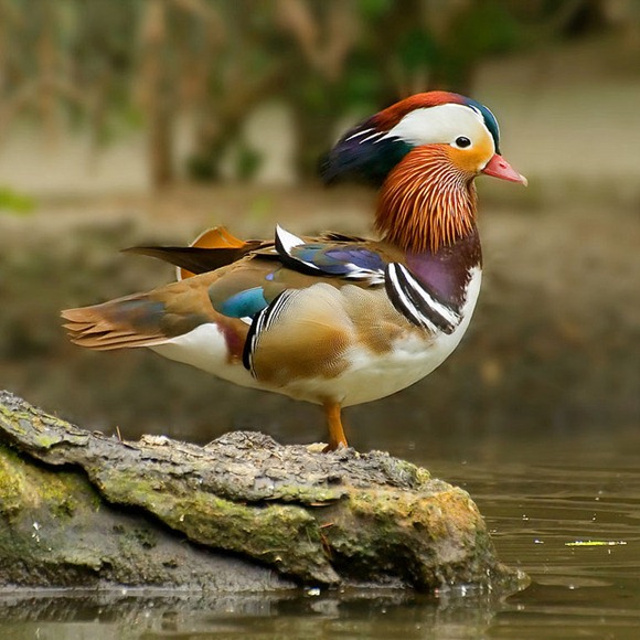 most-colorful-duck-1