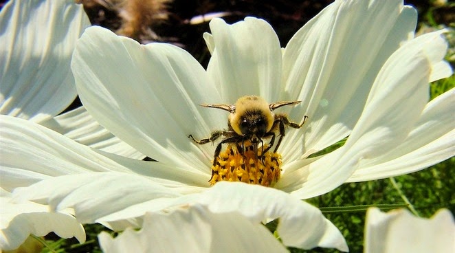[pollinator-week.jpg.662x0_q100_crop-scale%255B4%255D.jpg]