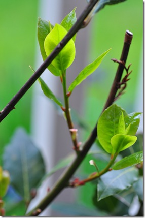 new bay leaves