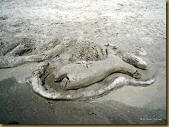 Sand Fish