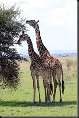 October 17, 2012 giraffe pair