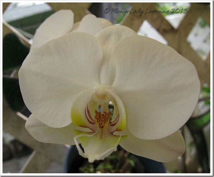 03-14-nancis-orchid