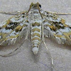 Hydrilla Leafcutter Moth