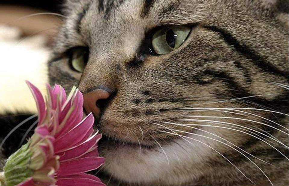[GATO_OLIENDO_FLOR%255B3%255D.jpg]