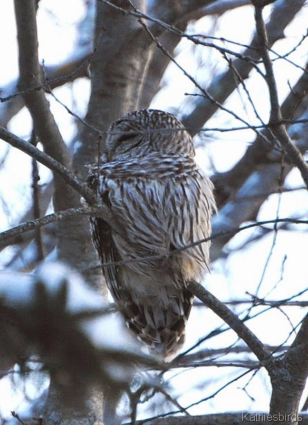 2. barred owl-kab