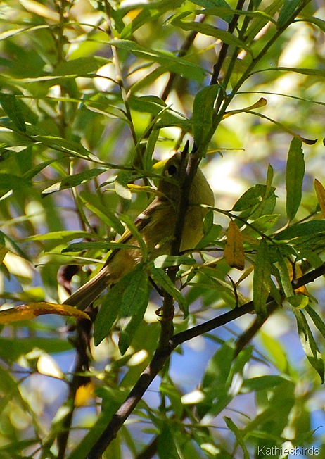 13. ruby crowned kinglet-kab