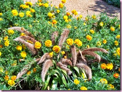 Marigolds with tails