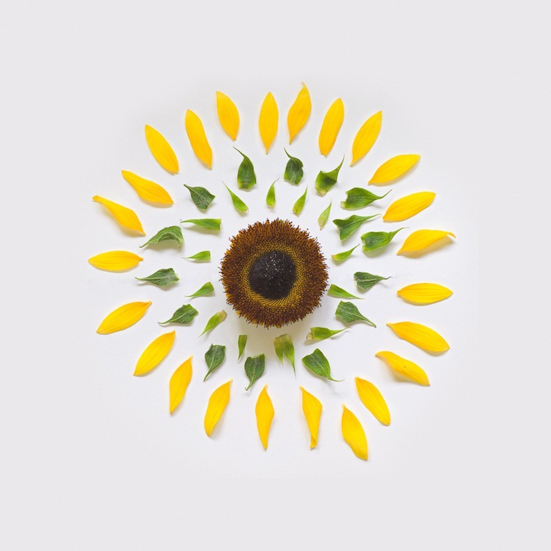 sunflower-exploded-2-portfolio-rag-A3