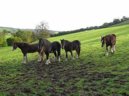 Shire Horses in Somerset