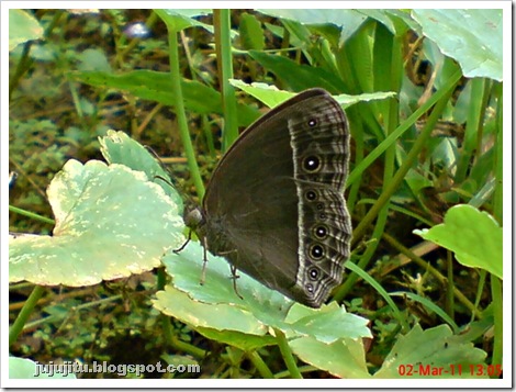 klasifikasi kupu-kupu Bushbrown butterfly_Mycalesis horsfieldi 1