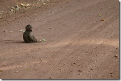 Baby Olive Baboon