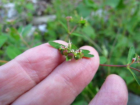 toothed spurge on fingers-001