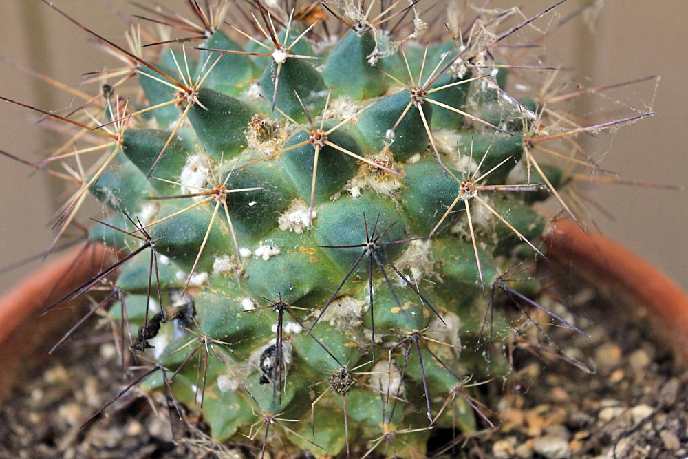 [120713_Mammillaria-bocensis-with-mealy-bugs_01%255B2%255D.jpg]