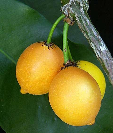 [Garcinia%2520intermedia%255B2%255D.jpg]