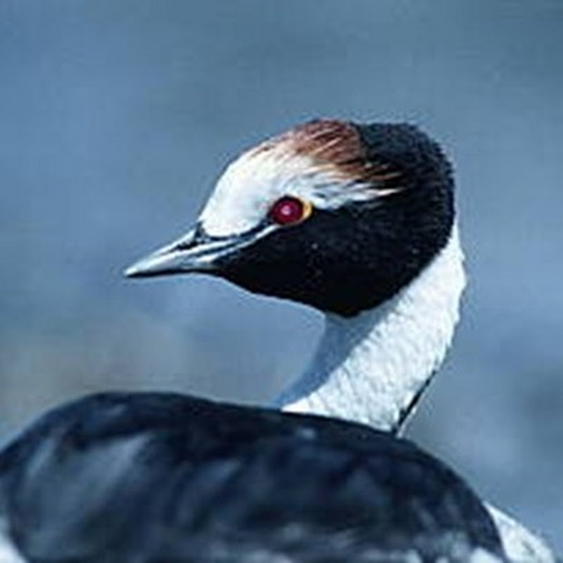 SOS por el Macá Tobiano, un pájaro patagónico en riesgo de extinción.