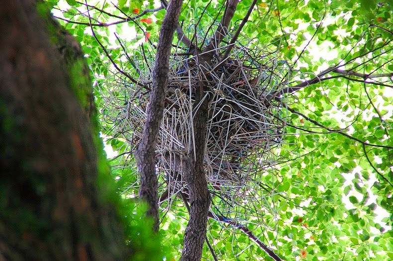 crow-nest-hanger-2