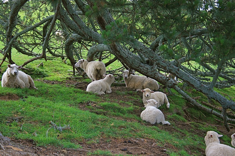 Lord of Rings Movie Set Now Houses Sheep | Amusing Planet