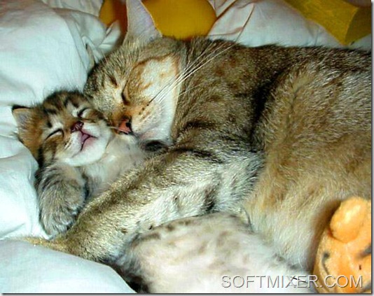 caring-for-cats-sleep