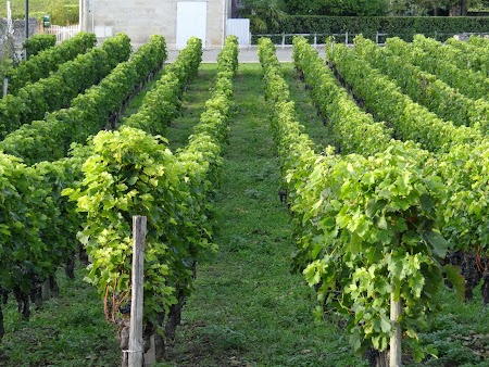31. Podgorie Bordeaux.JPG