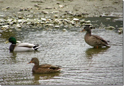 Mallards