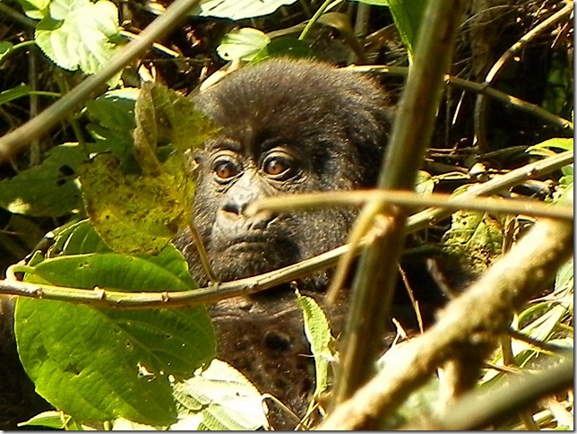 Rwanda_Gorillas (2)