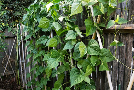 garden-green-beans-trellis.jpg
