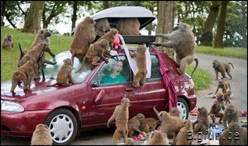 [Baboon_Attack_OC%2520%255B800x600%255Dwtmk%255B4%255D.jpg]